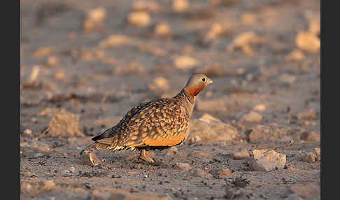 Sandflughuhn sspec. (Pterocles orientalis aragonica)