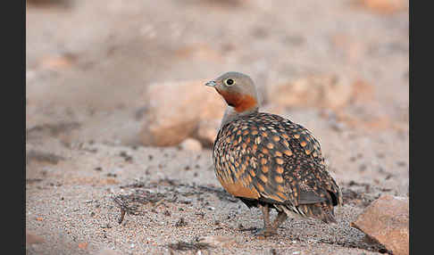 Sandflughuhn sspec. (Pterocles orientalis aragonica)