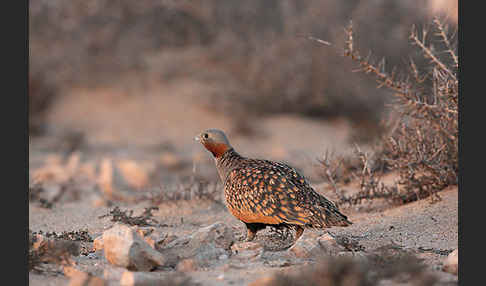 Sandflughuhn sspec. (Pterocles orientalis aragonica)