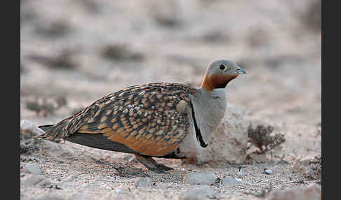 Sandflughuhn sspec. (Pterocles orientalis aragonica)