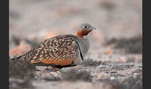 Sandflughuhn sspec. (Pterocles orientalis aragonica)