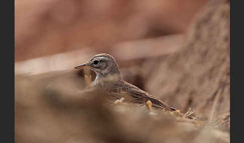 Kanarenpieper (Anthus berthelotii)