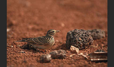 Feldlerche (Alauda arvensis)