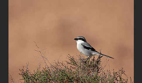 Südlicher Raubwürger (Lanius meridionalis algeriensis)