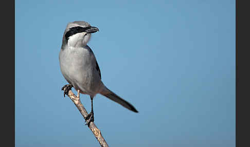 Raubwürger (Lanius excubitor koenigi)