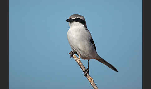 Südlicher Raubwürger (Lanius meridionalis algeriensis)