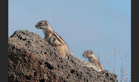 Atlashörnchen (Atlantoxerus getulus)