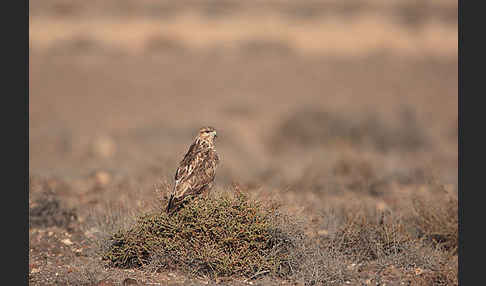 Mäusebussard (Buteo buteo)