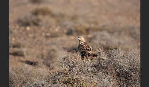 Mäusebussard (Buteo buteo)