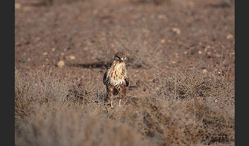 Mäusebussard (Buteo buteo)