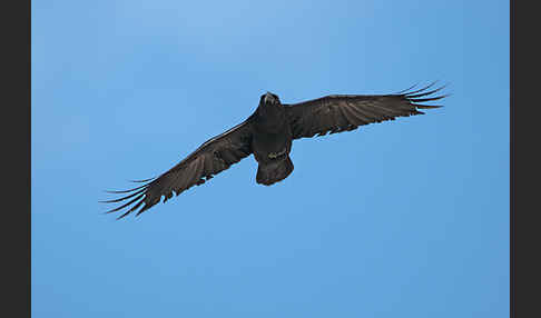 Kolkrabe (Corvus corax)