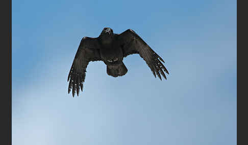 Kolkrabe (Corvus corax)