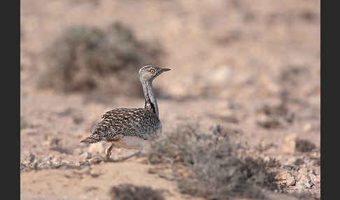 Kragentrappe (Chlamydotis undulata fuerteventurae)