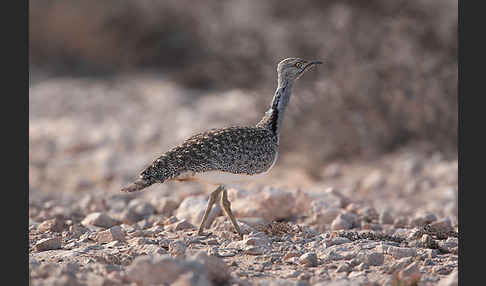 Kragentrappe (Chlamydotis undulata fuerteventurae)