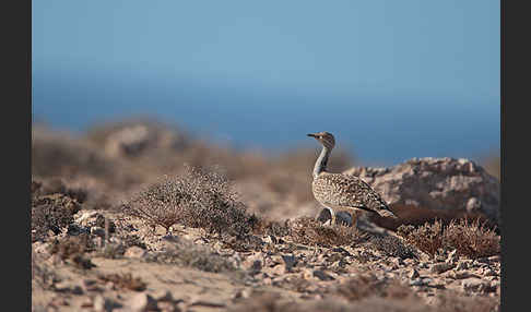 Kragentrappe (Chlamydotis undulata fuerteventurae)