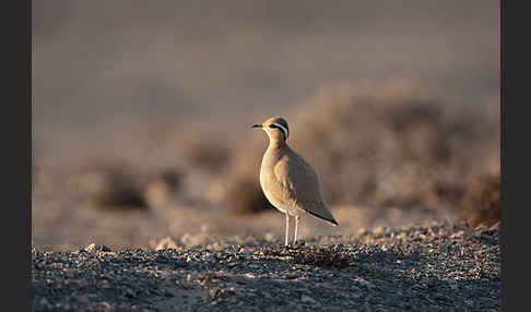 Rennvogel sspec. (Cursorius cursor bannermanni)