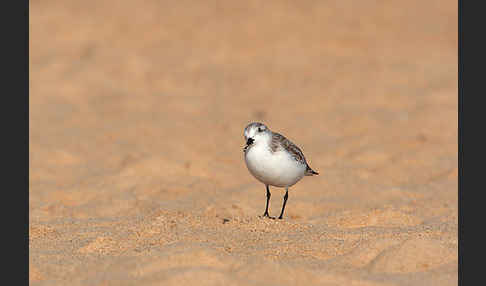 Sanderling (Calidris alba)