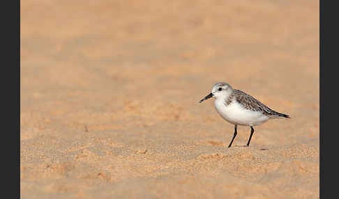 Sanderling (Calidris alba)