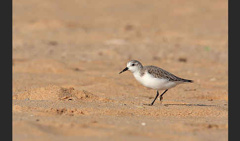 Sanderling (Calidris alba)