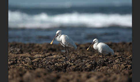 Löffler (Platalea leucorodia)