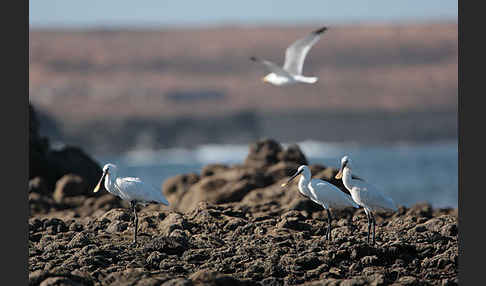 Löffler (Platalea leucorodia)