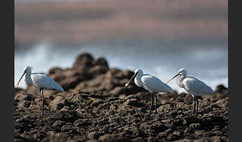 Löffler (Platalea leucorodia)