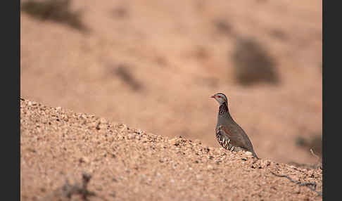 Felsenhuhn (Alectoris barbara)