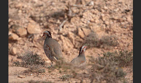 Felsenhuhn (Alectoris barbara)