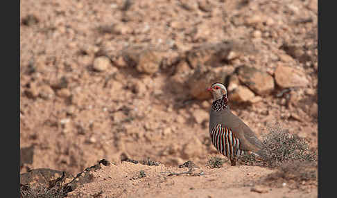 Felsenhuhn (Alectoris barbara)