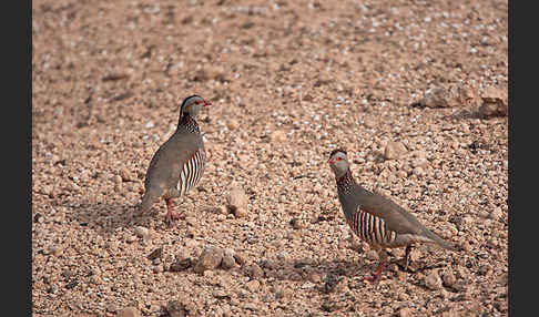 Felsenhuhn (Alectoris barbara)