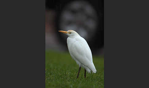 Kuhreiher (Bubulcus ibis)