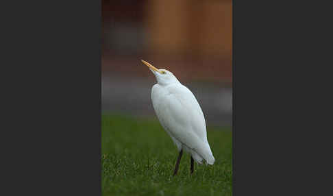 Kuhreiher (Bubulcus ibis)