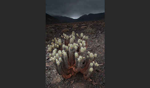 Jandia-Wolfsmilch (Euphorbia handiensis)