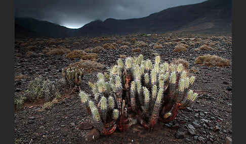 Jandia-Wolfsmilch (Euphorbia handiensis)