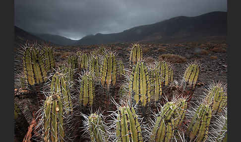 Jandia-Wolfsmilch (Euphorbia handiensis)