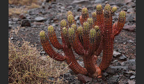 Jandia-Wolfsmilch (Euphorbia handiensis)