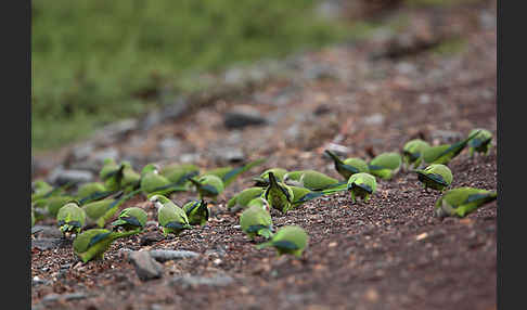 Mönchssittich (Myiopsitta monachus)