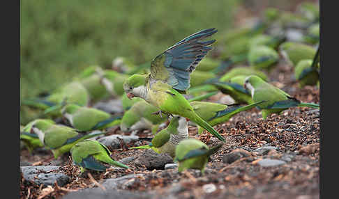 Mönchssittich (Myiopsitta monachus)