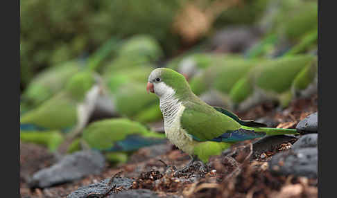 Mönchssittich (Myiopsitta monachus)