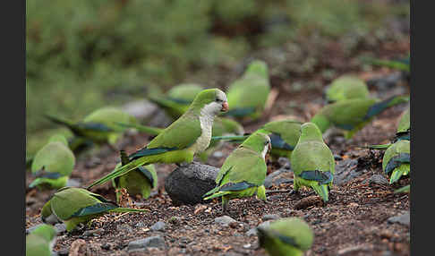 Mönchssittich (Myiopsitta monachus)