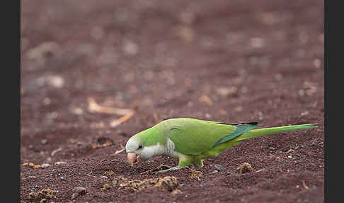 Mönchssittich (Myiopsitta monachus)