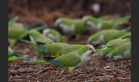 Mönchssittich (Myiopsitta monachus)