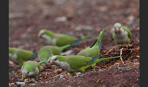 Mönchssittich (Myiopsitta monachus)