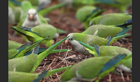 Mönchssittich (Myiopsitta monachus)