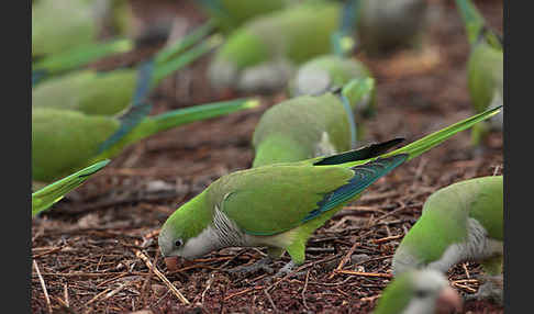 Mönchssittich (Myiopsitta monachus)