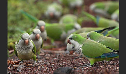 Mönchssittich (Myiopsitta monachus)