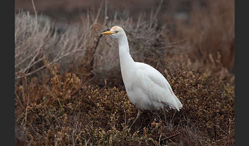 Kuhreiher (Bubulcus ibis)