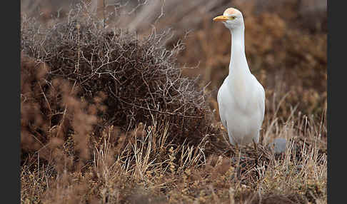 Kuhreiher (Bubulcus ibis)