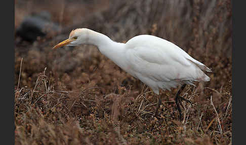 Kuhreiher (Bubulcus ibis)