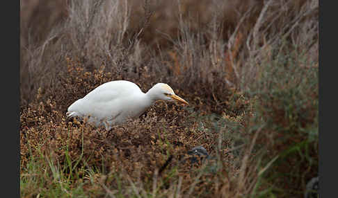 Kuhreiher (Bubulcus ibis)